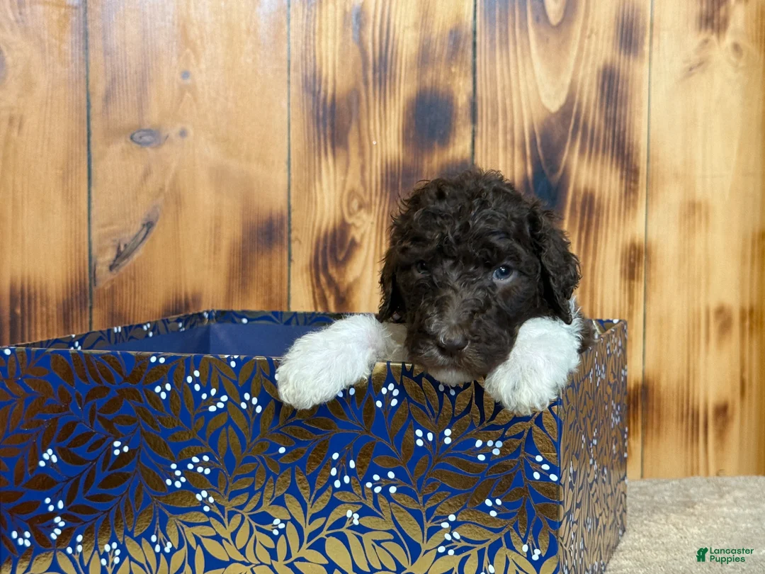 Standard Poodle dogs for sale: Standard Poodle Puppy 1 - Ad 2