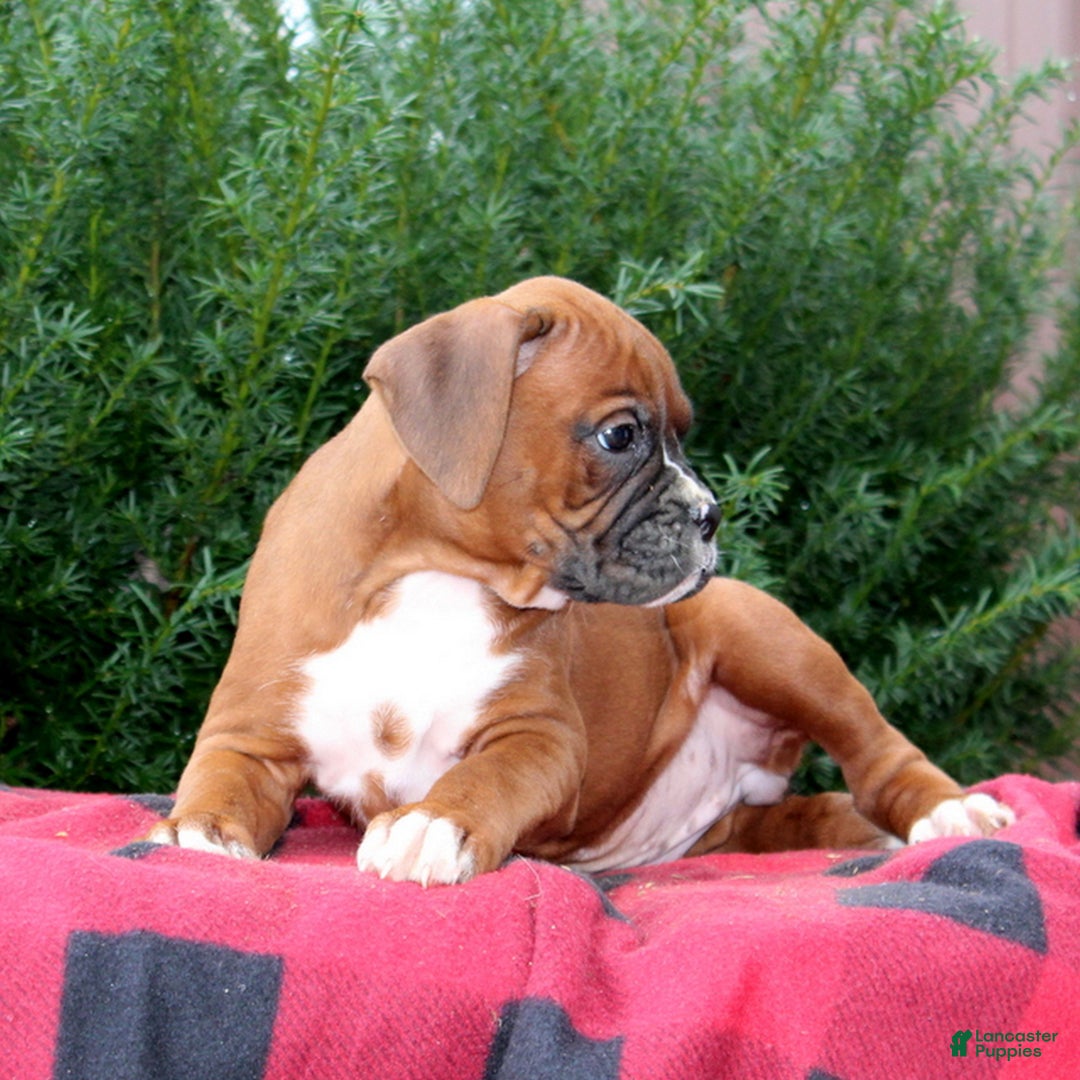 Boxer dogs for sale: Allie  - Ad 3