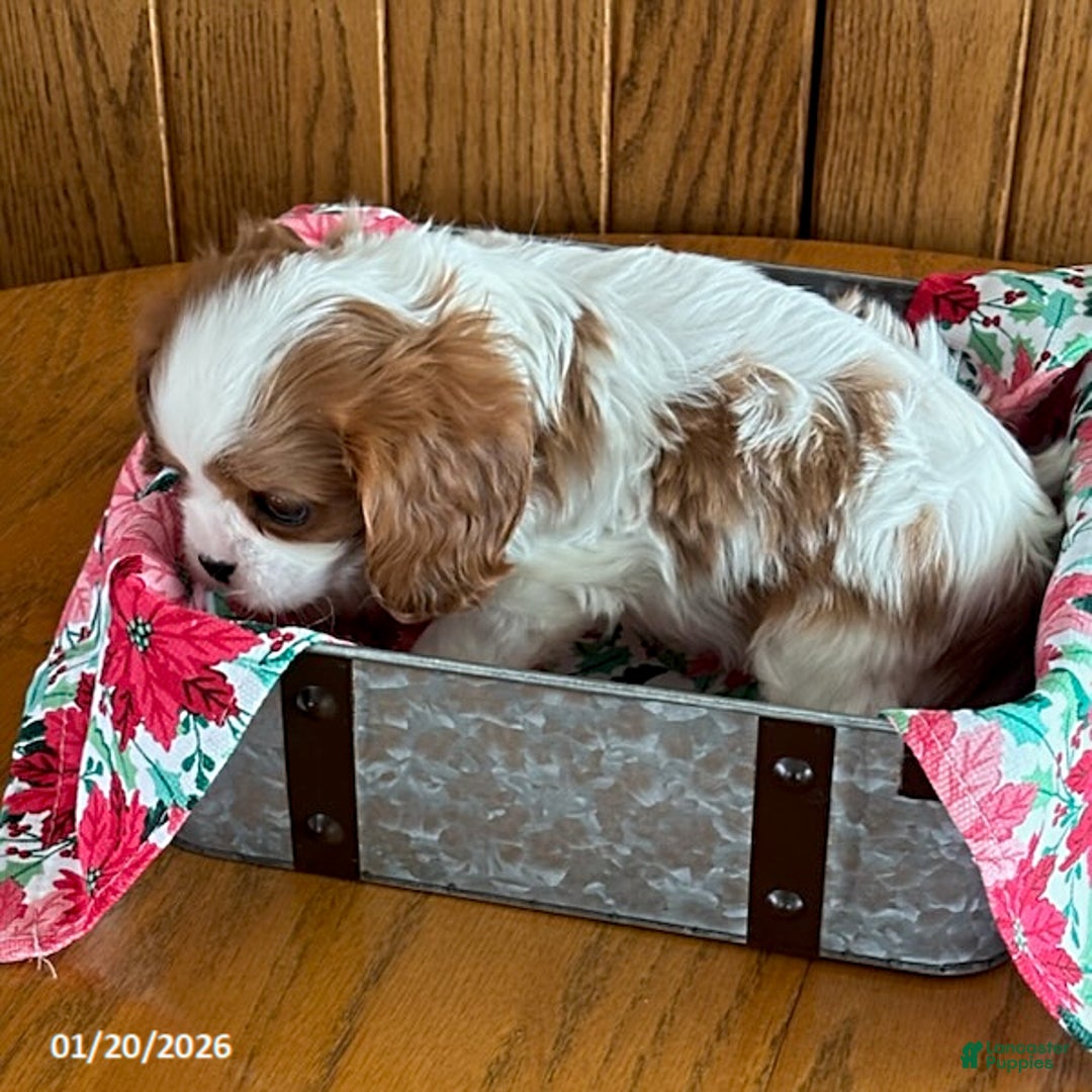 Cavalier King Charles Spaniel dogs for sale: Cinnamon - Ad 3