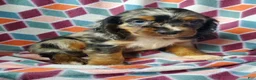 Cocker Spaniel dogs for sale: Silas - Ad 3