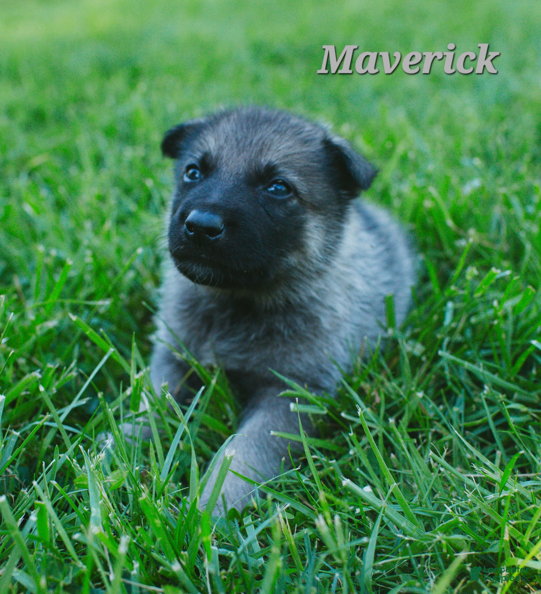 Mixed Breed dogs for sale: Maverick  - Ad 4