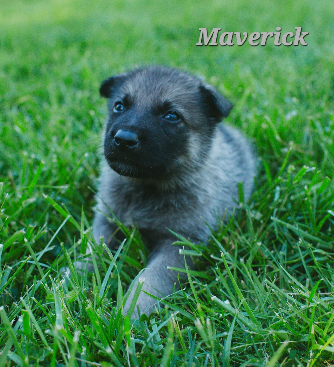 Mixed Breed dogs for sale: Maverick  - Ad 1