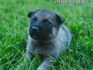Mixed Breed dogs for sale: Maverick - Ad 4