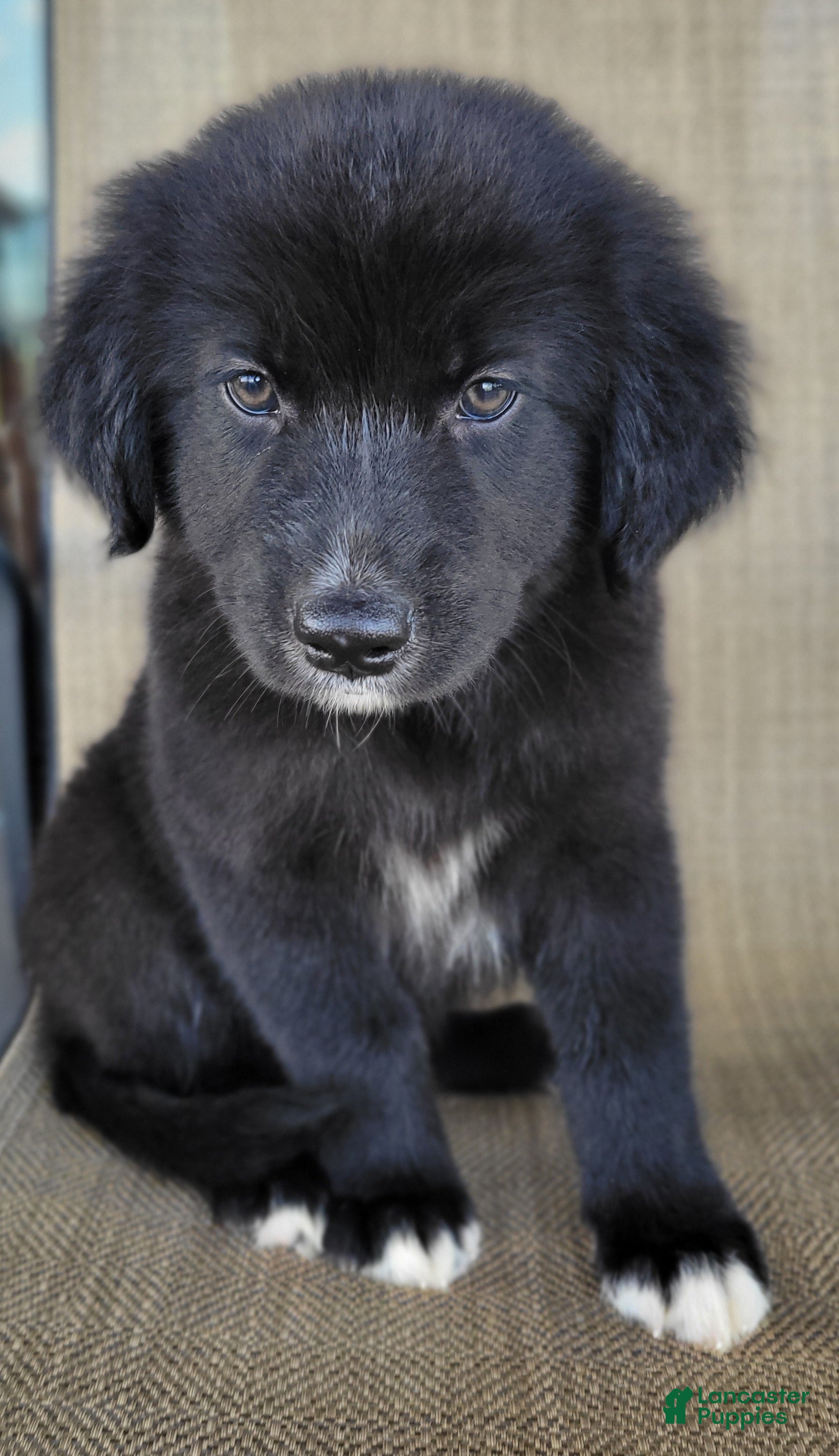 Australian Shepherd dogs Bluey - Ad 1