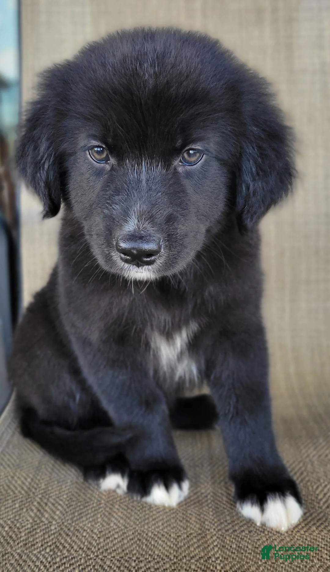 Australian Shepherd dogs for sale: Bluey - Ad 1