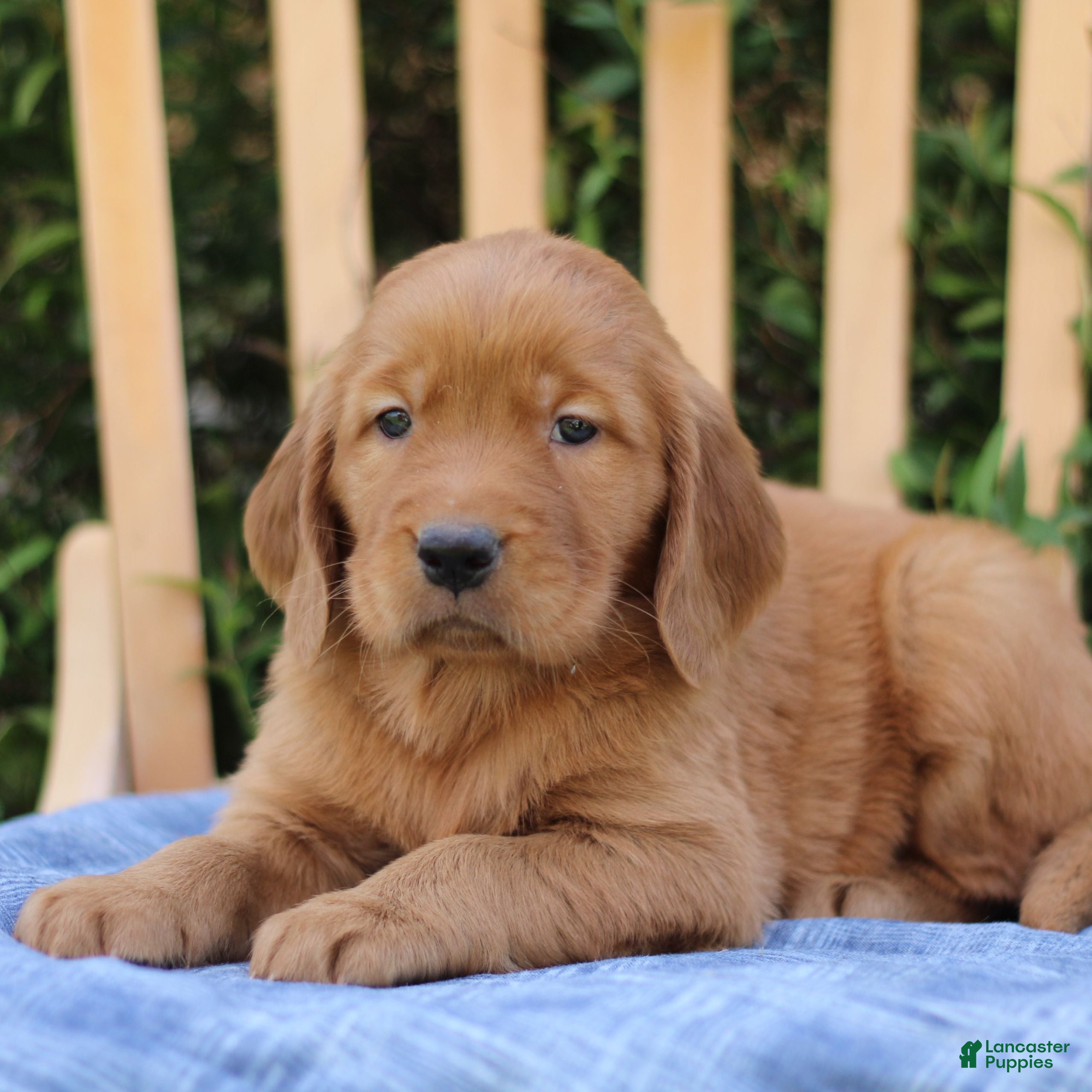 Mixed Breed dogs for sale: Shyanne  - Ad 2