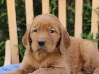 Mixed Breed dogs for sale: Shyanne - Ad 2