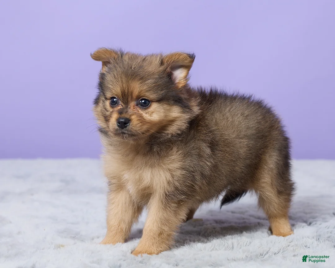 Pomeranian dogs for sale: Tony - Ad 4