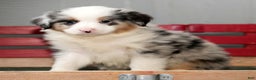 Miniature Australian Shepherd dogs for sale: Darrel - Ad 3