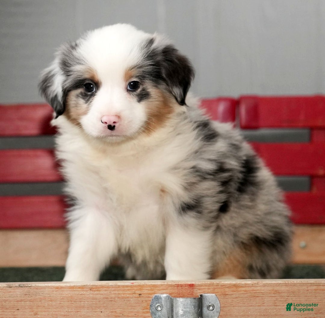 Miniature Australian Shepherd dogs for sale: Darrel - Ad 3