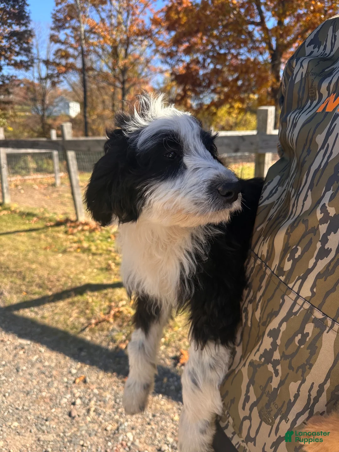 Aussiedoodle dogs for sale: Aussiedoodle 1 - Ad 9