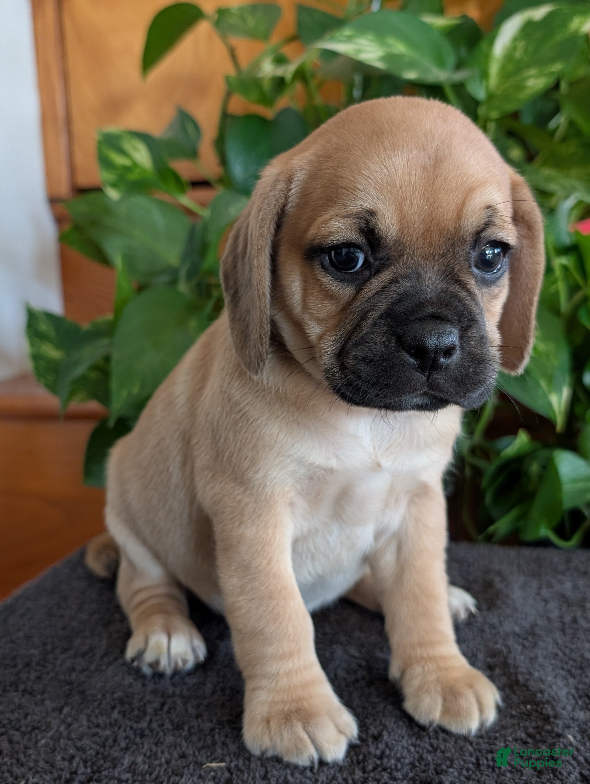 Puggle dogs Kevin  - Ad 2
