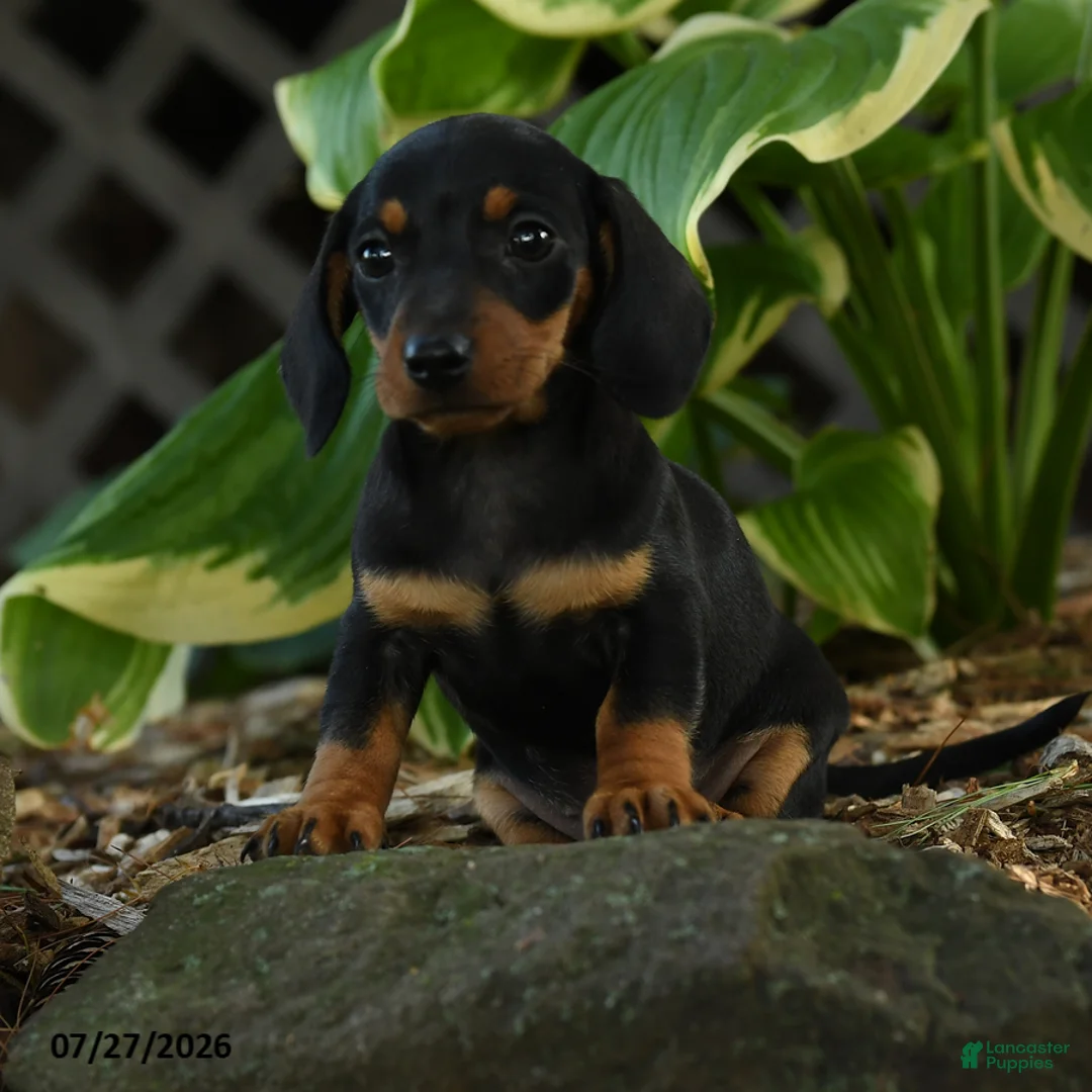 Miniature Dachshund dogs for sale: Dora - Ad 3