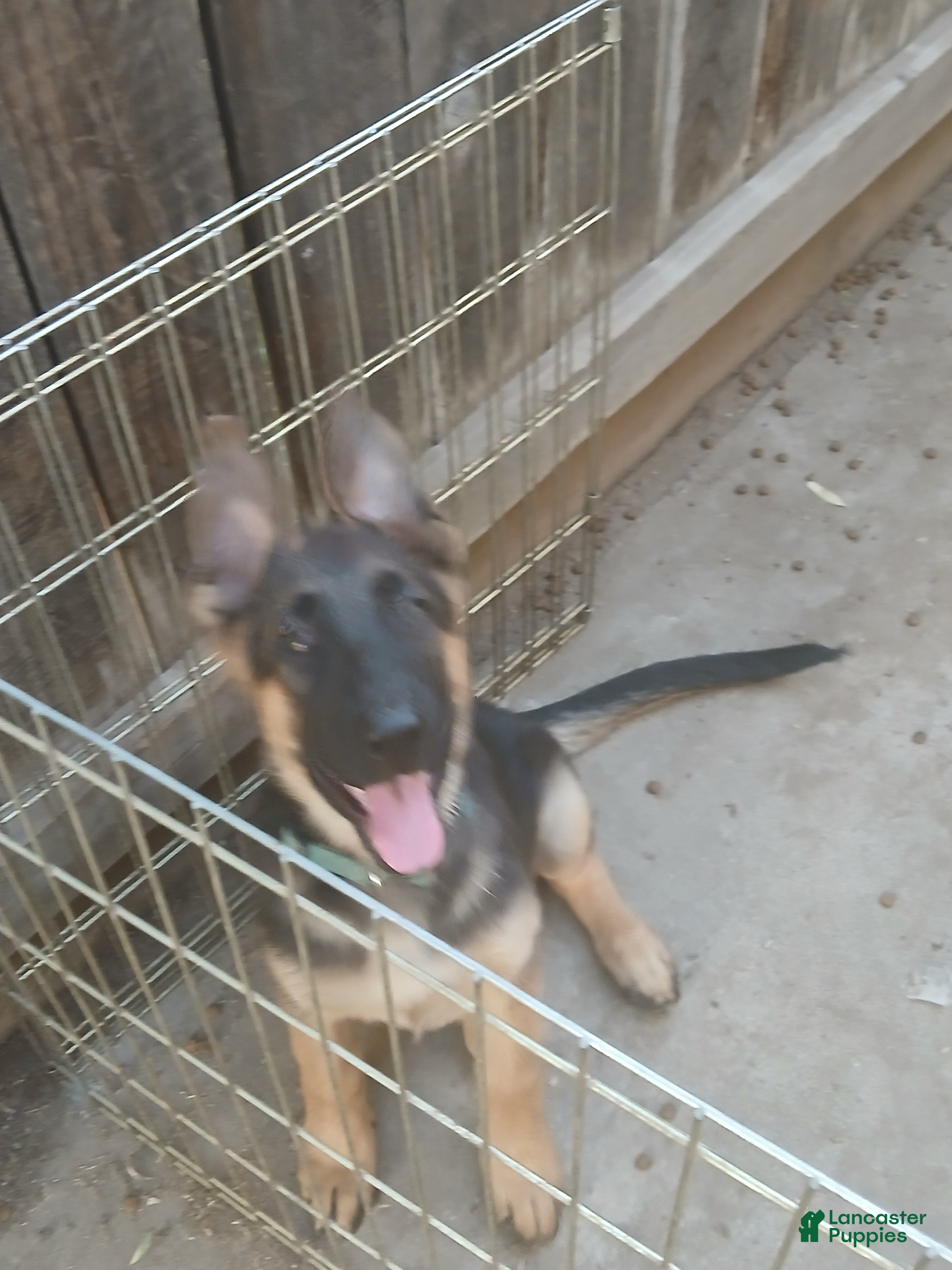 German Shepherd dogs Sunshine - Ad 2