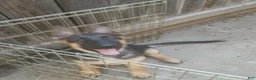 German Shepherd dogs for sale: Sunshine - Ad 2