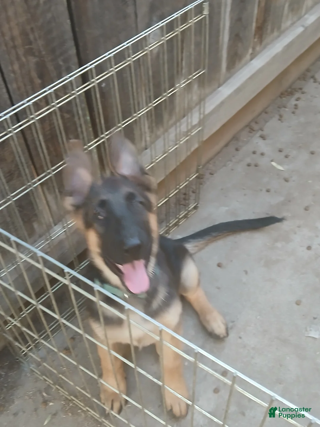 German Shepherd dogs for sale: Sunshine - Ad 2