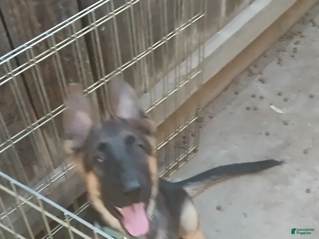 German Shepherd dogs for sale: Sunshine - Ad 2