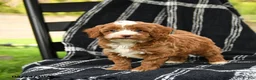 Cavapoo dogs for sale: Henry - Ad 1