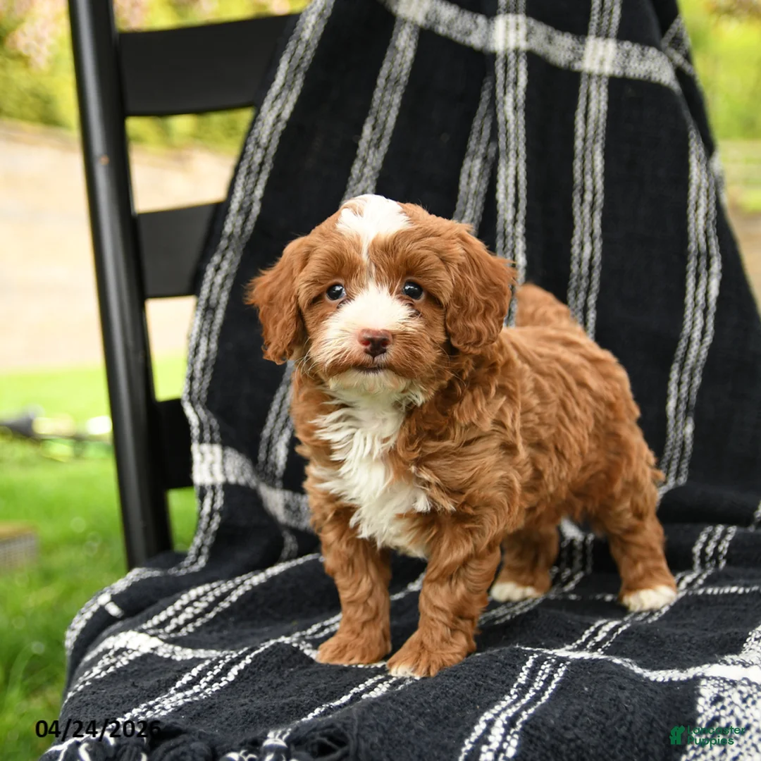 Cavapoo dogs for sale: Henry - Ad 1