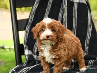Cavapoo dogs for sale: Henry - Ad 4