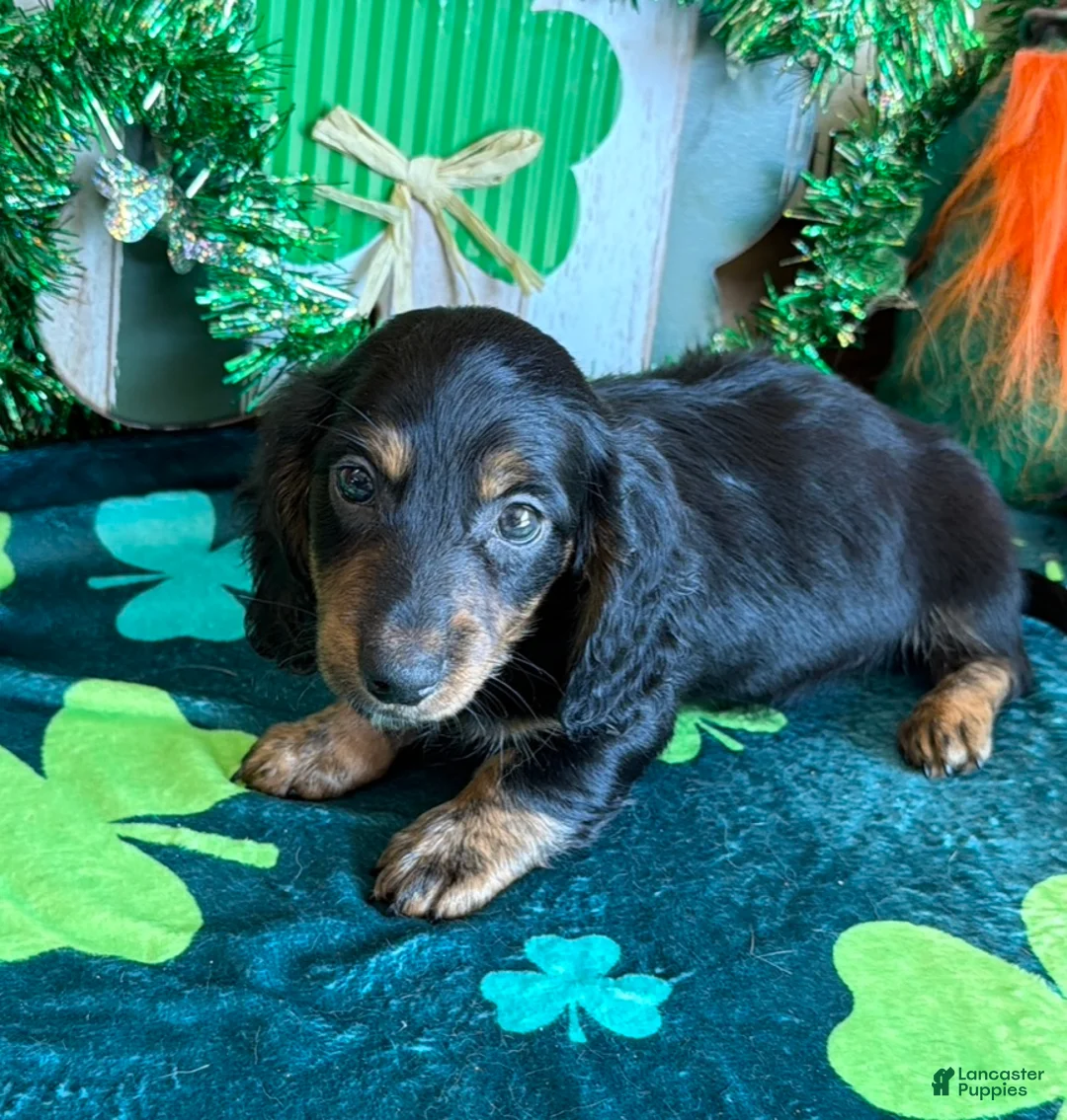 Miniature Dachshund dogs for sale: Miniature Dachshund Max - Ad 1