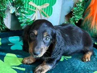 Miniature Dachshund dogs Miniature Dachshund Max - Ad 42