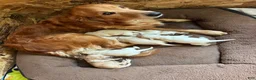 Mixed Breed dogs for sale: Lavender Collar - Ad 11