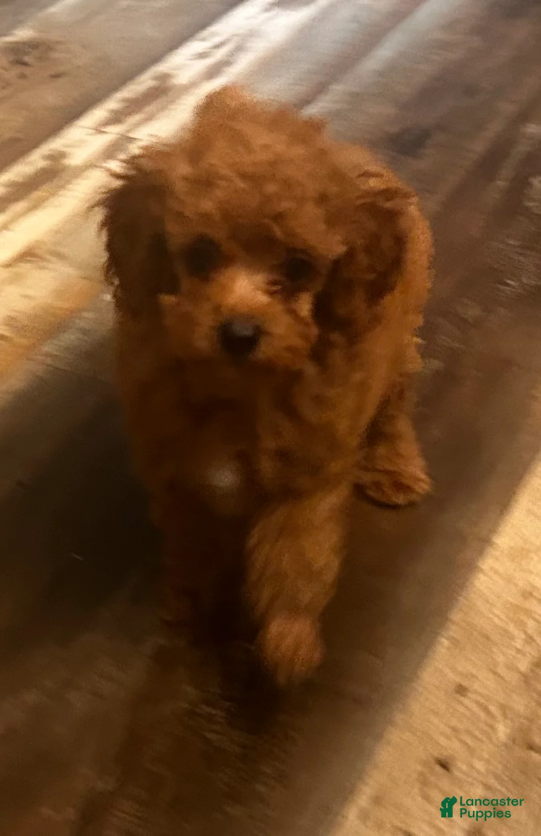 Toy Poodle dogs for sale: Max - Ad 1
