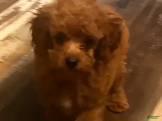 Toy Poodle dogs for sale: Max - Ad 2