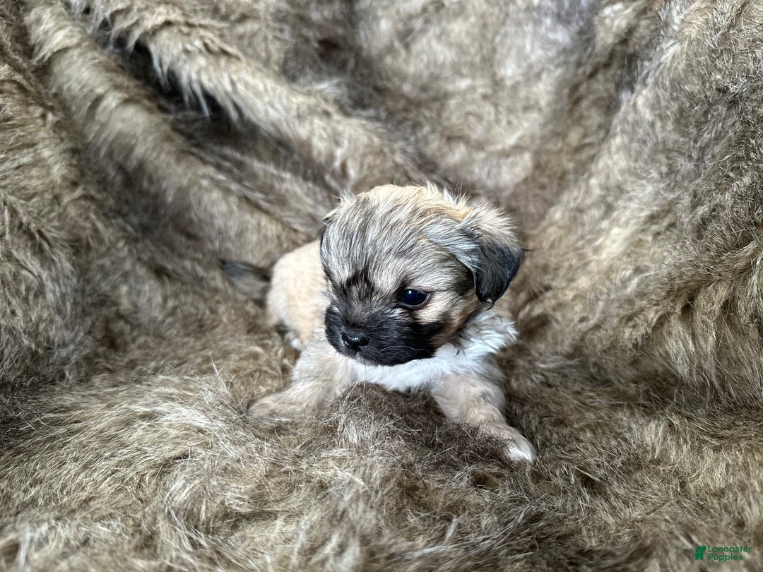 Mixed Breed dogs for sale: Theo - Ad 9