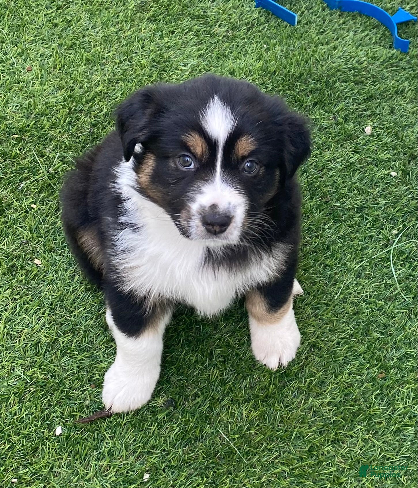 Miniature Australian Shepherd dogs Miniature Australian Shepherd Puppy 3 - Ad 3
