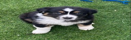 Miniature Australian Shepherd dogs for sale: Miniature Australian Shepherd Puppy 3 - Ad 2