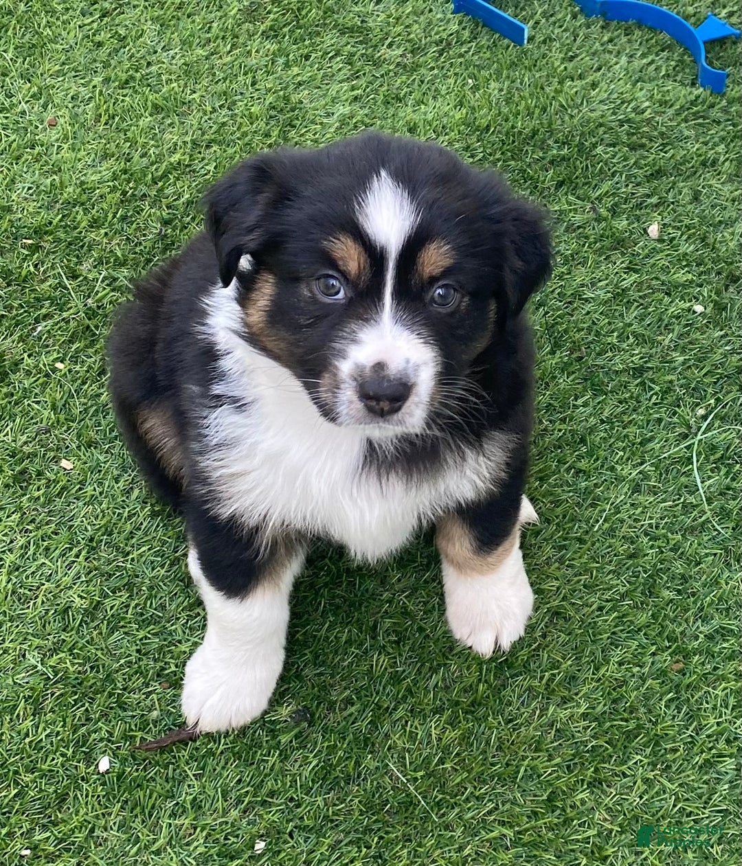 Miniature Australian Shepherd dogs for sale: Miniature Australian Shepherd Puppy 3 - Ad 2