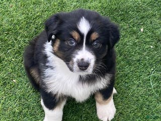 Miniature Australian Shepherd dogs for sale: Miniature Australian Shepherd Puppy 3 - Ad 3