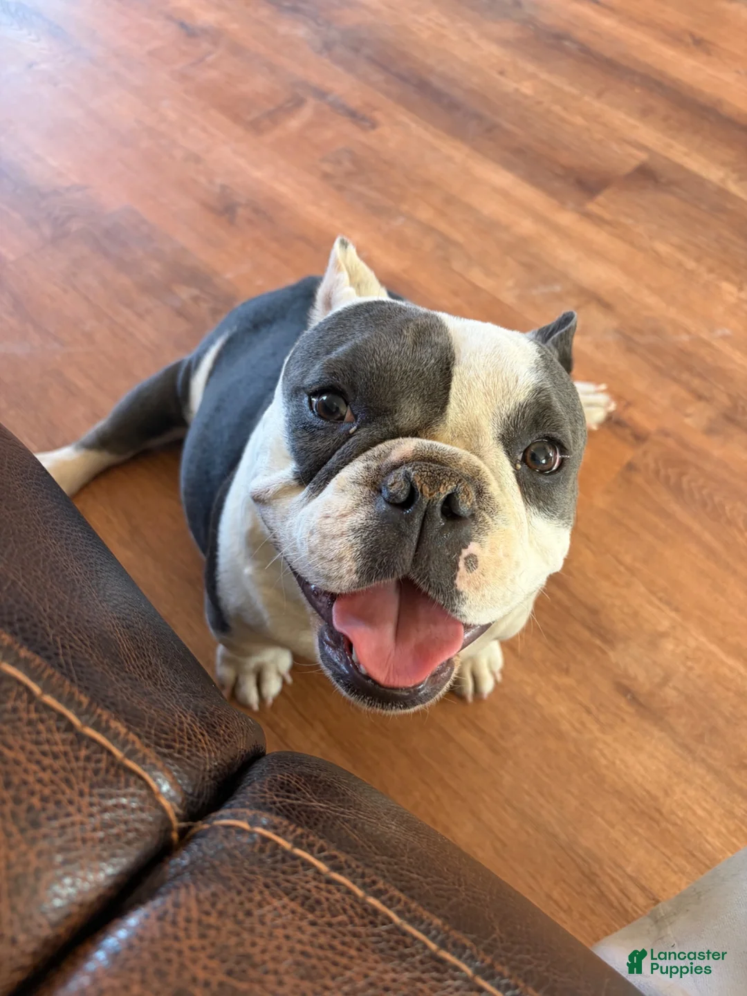 American Bulldog dogs for sale: American Bulldog 2 - Ad 3