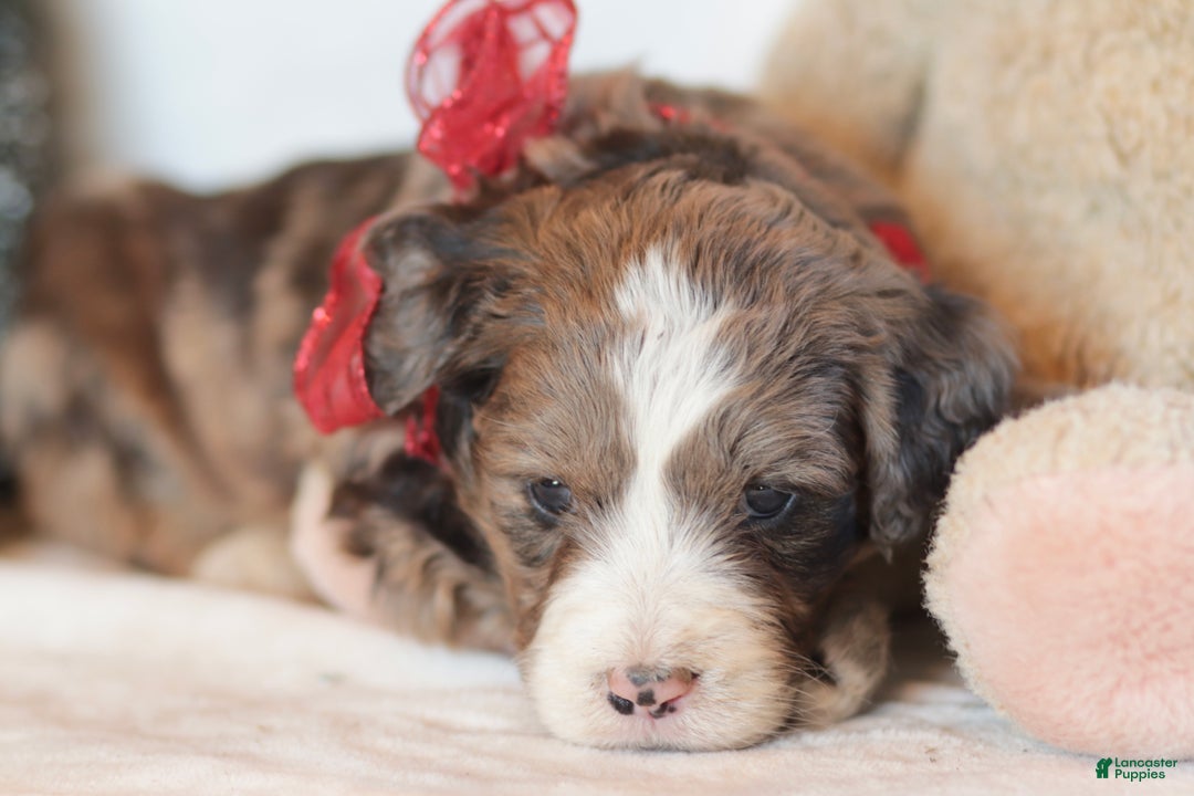 Bernedoodle dogs for sale: Aspen - Ad 10