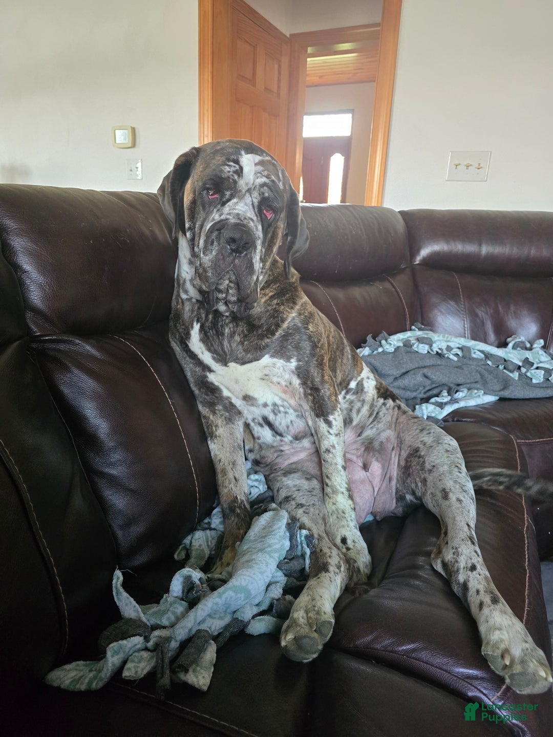 Mixed Breed dogs for sale: Stella - Ad 2