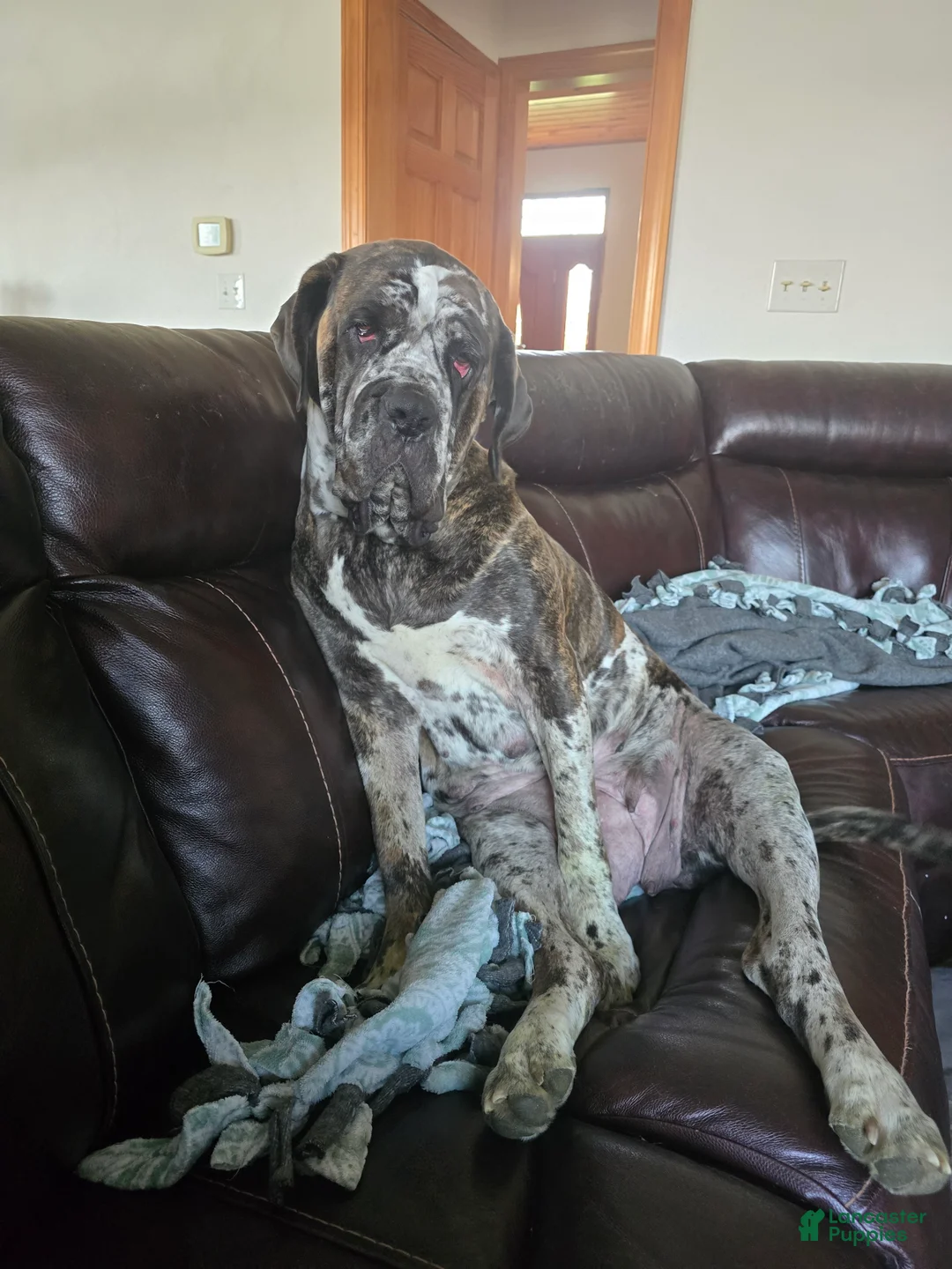 Mixed Breed dogs for sale: Ingrid - Ad 2