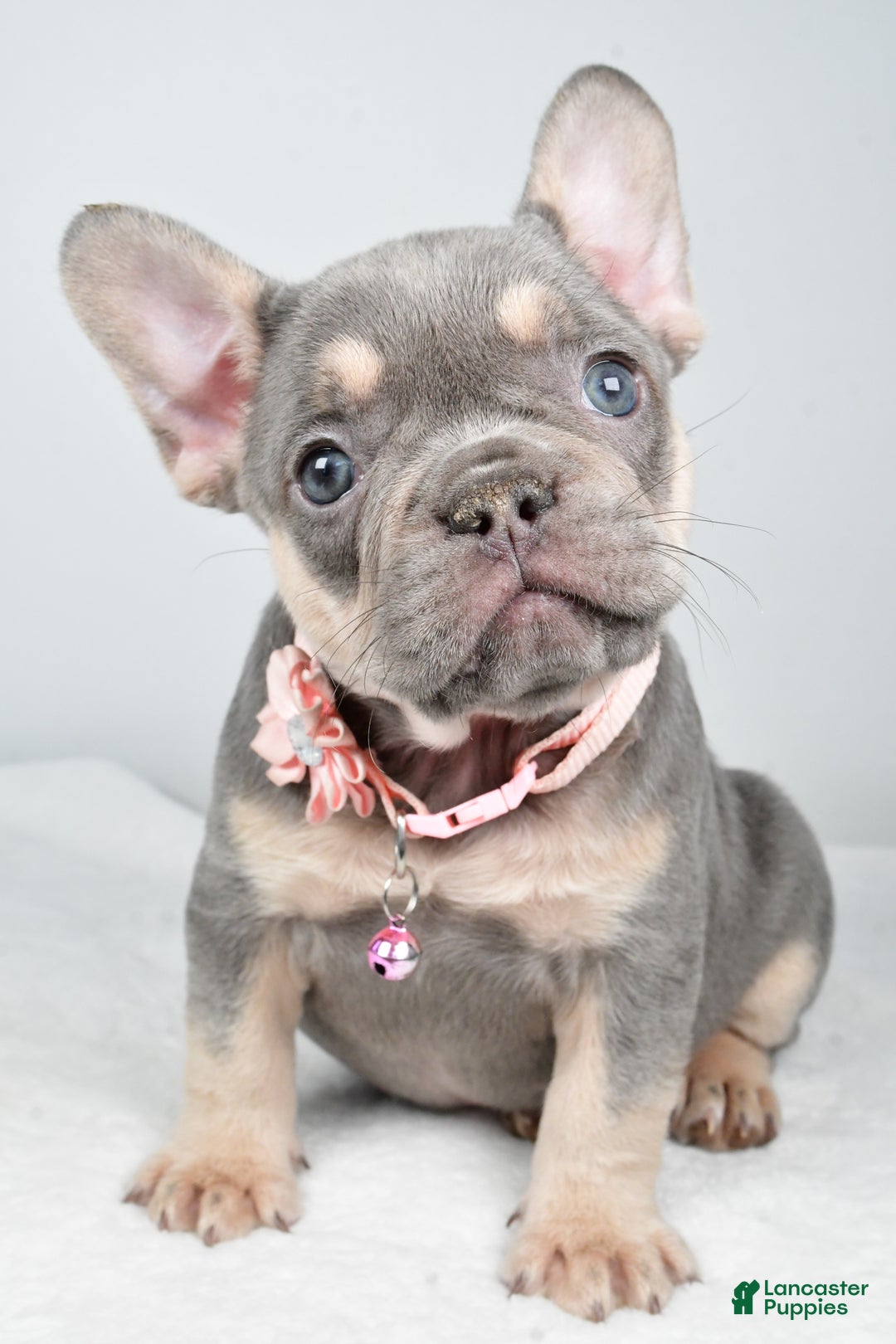 French Bulldog dogs for sale: Kelly - Ad 8