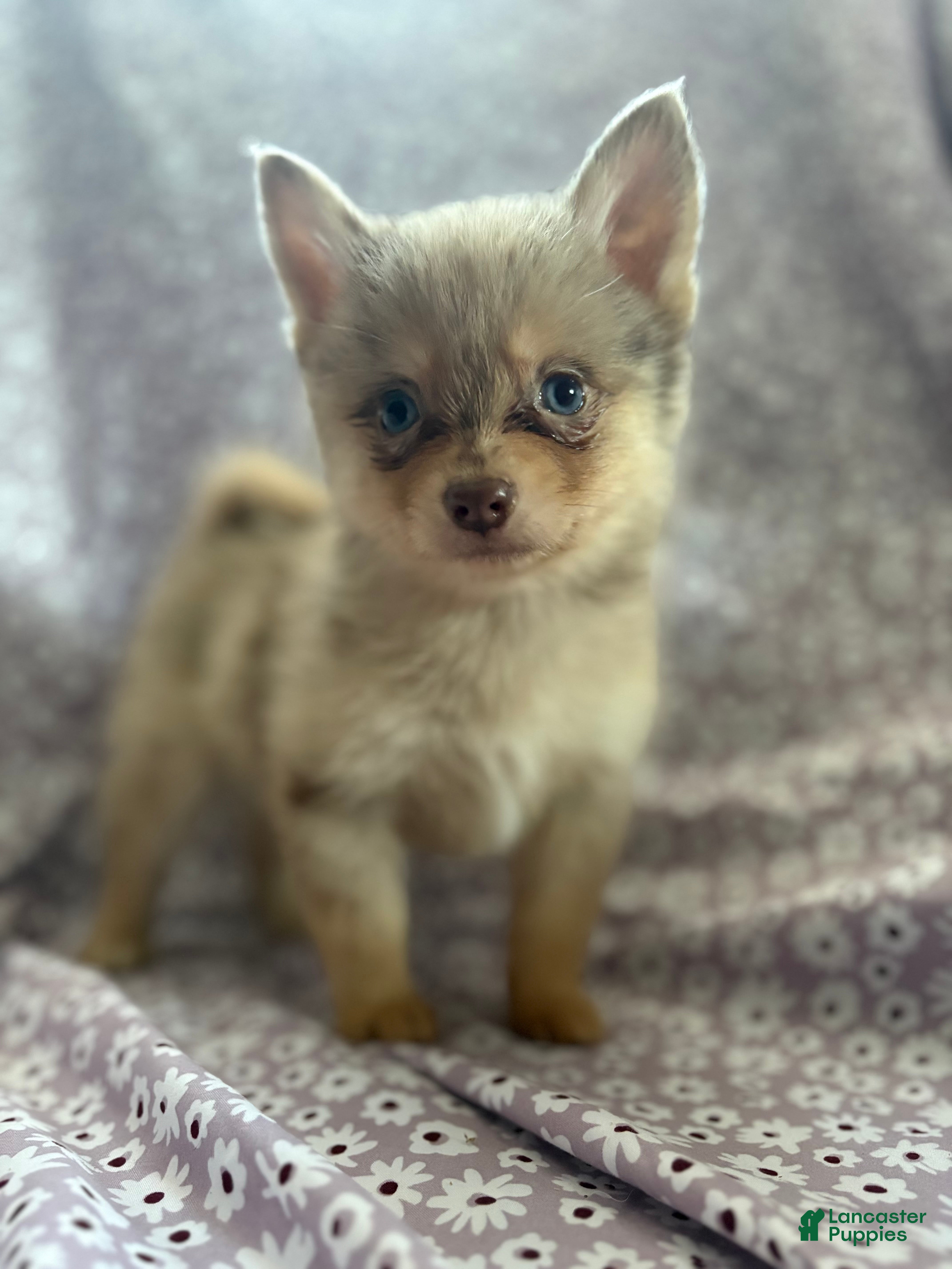 Pomsky dogs Pumba Pomsky Puppy 1 - Ad 10