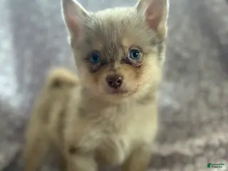 Pomsky dogs Pumba Pomsky Puppy 1 - Ad 10