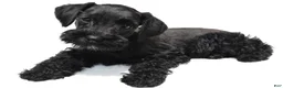 Schnoodle dogs for sale: Ellie - Ad 6