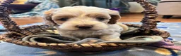 Cockapoo dogs for sale: Buff and white/brown and black nose  - Ad 10