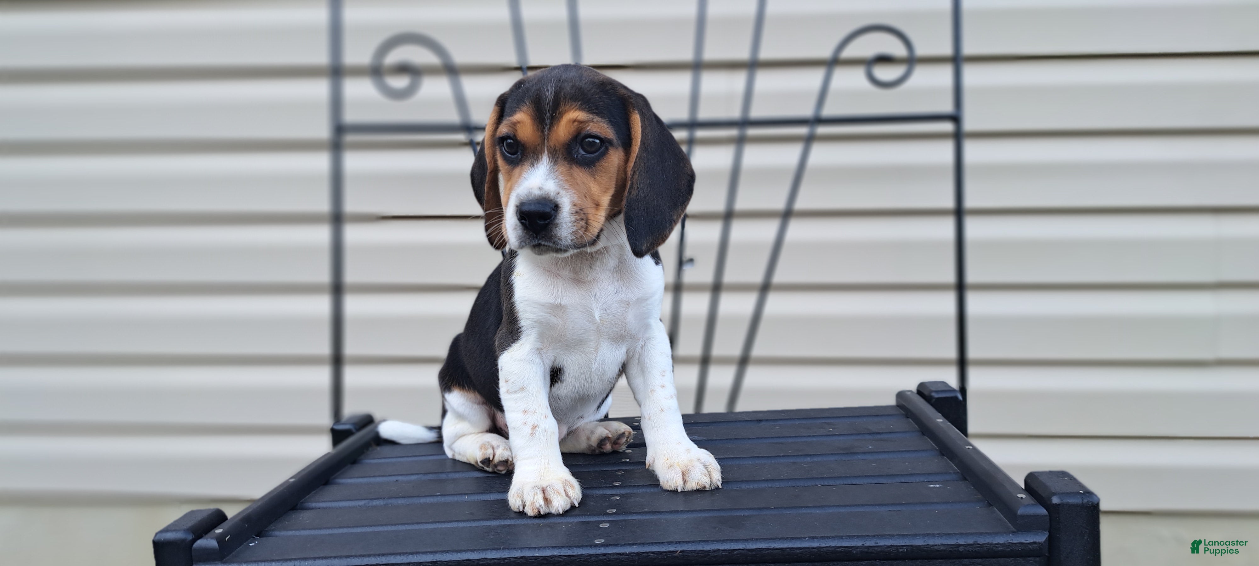 Beagle dogs Hazel - Ad 1