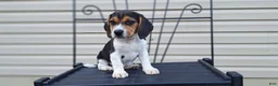 Beagle dogs for sale: Hazel - Ad 1