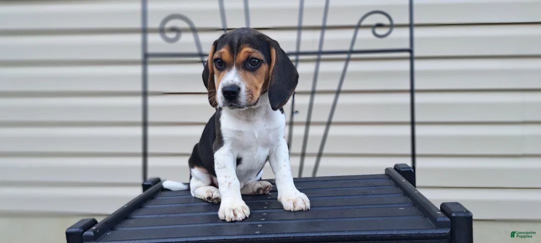 Beagle dogs for sale: Hazel - Ad 1