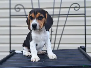 Beagle dogs for sale: Hazel - Ad 2