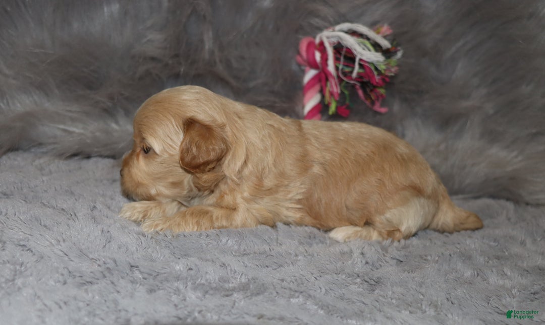 Havapoo dogs for sale: Angie👨‍👨‍👦‍👦💞🐕Miniature - Ad 7