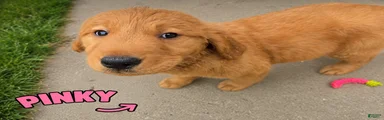 Pinky