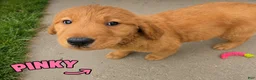 Golden Retriever dogs for sale: Pinky - Ad 1